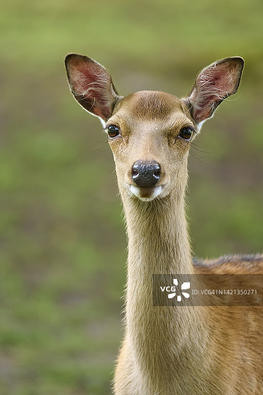 西卡鹿（日本鹿）肖像图片素材