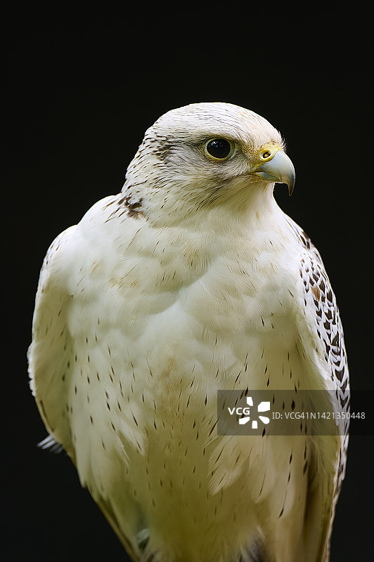 猎隼幼鸟肖像图片素材
