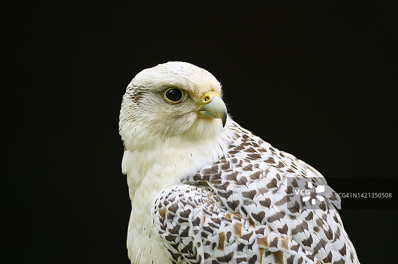 猎隼幼鸟肖像图片素材