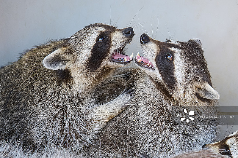 两只打斗的浣熊图片素材
