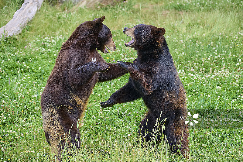 两只正在争斗的黑熊（Ursus americanus）图片素材