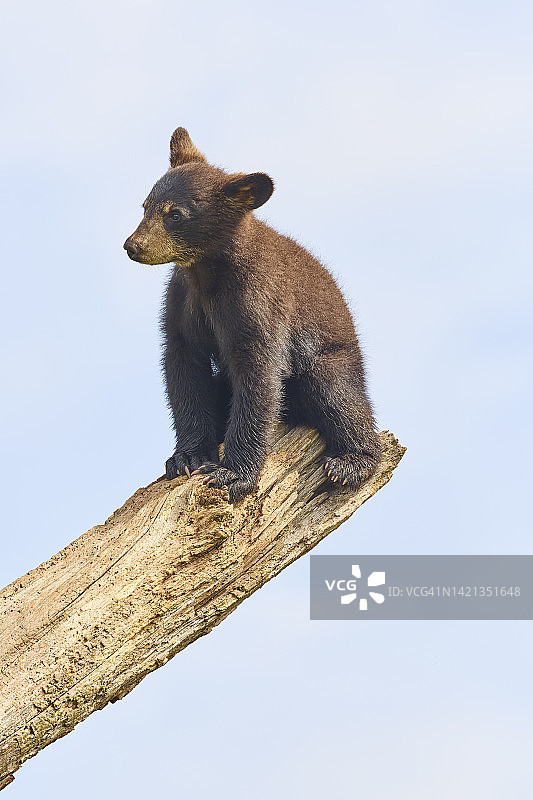 攀爬树干的美洲黑熊幼崽图片素材