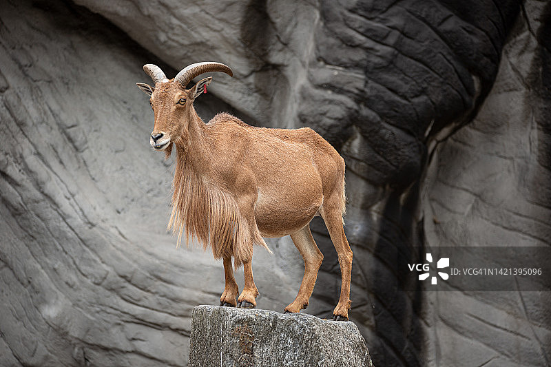 北非Barbary盘羊图片素材