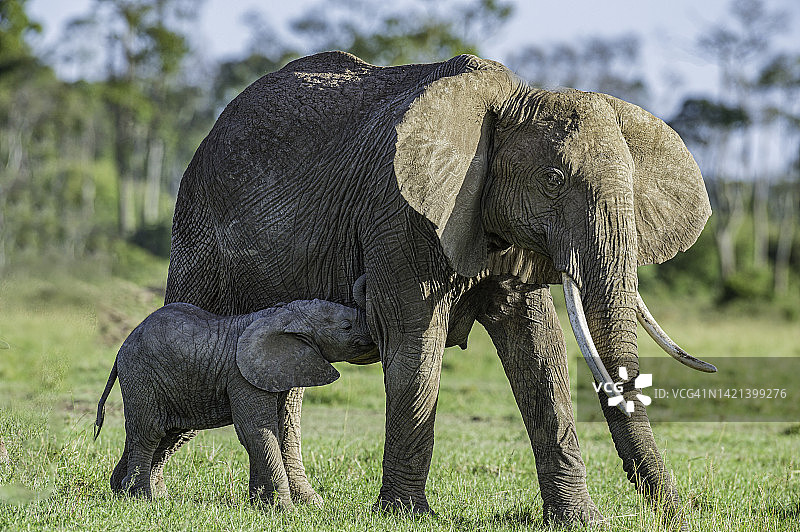 非洲丛林象：母象和小象，肯尼亚马赛马拉国家保护区图片素材