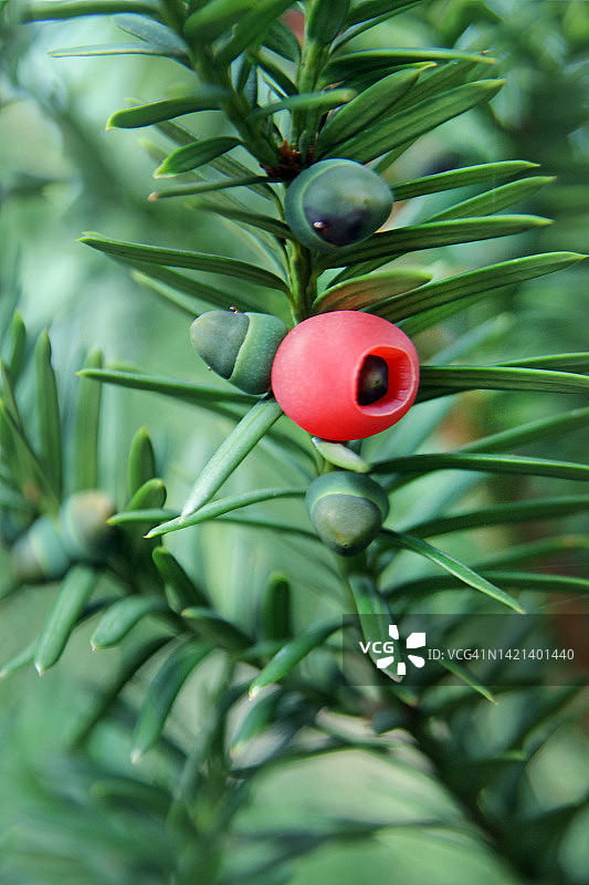 红豆杉浆果图片素材