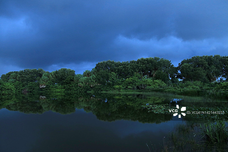 佛罗里达湿地黎明时分雨云下的树木和植被倒影图片素材
