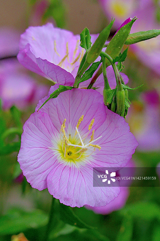 月见草图片素材