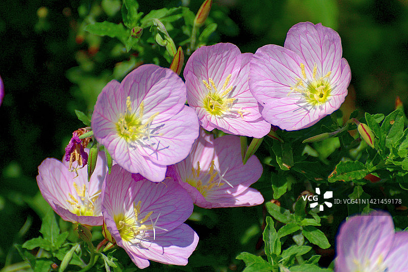 月见草图片素材