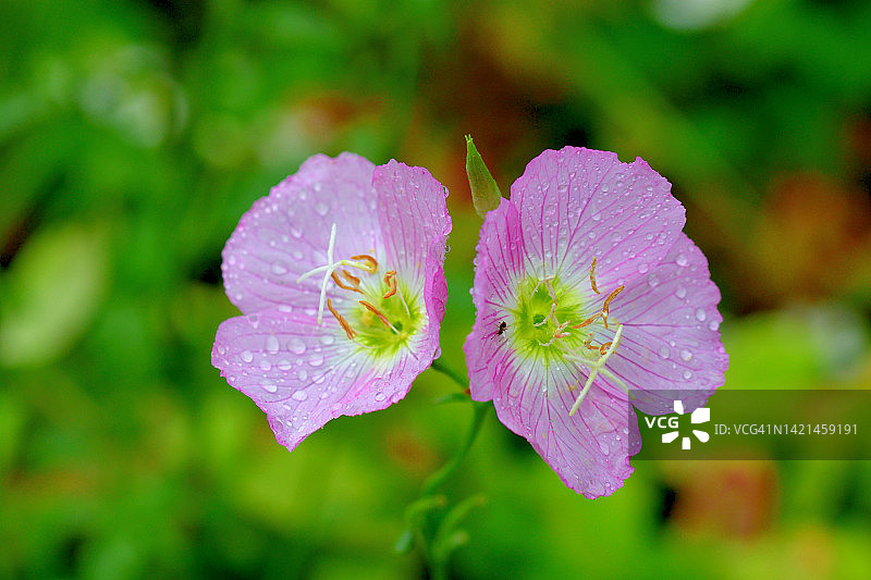 月见草图片素材