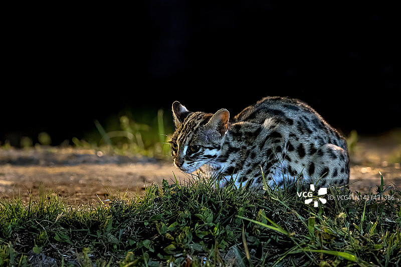 豹猫，雄性，夜晚的猎手图片素材