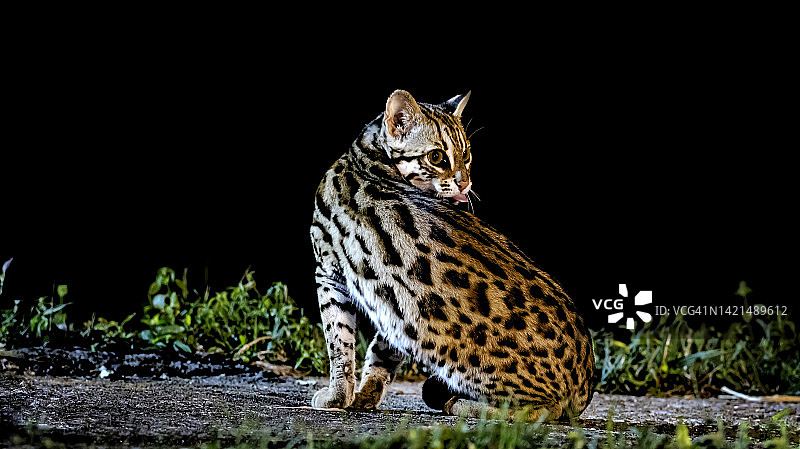 亚洲豹猫：夜间猎手图片素材