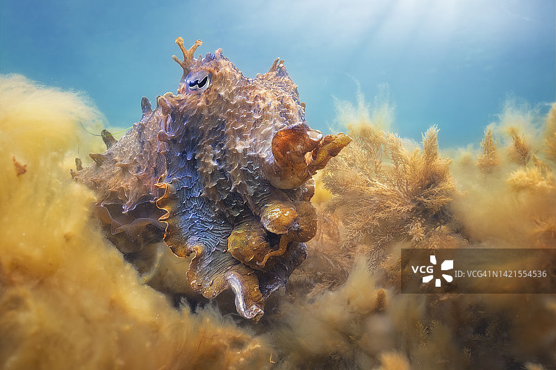 澳大利亚巨型乌贼图片素材