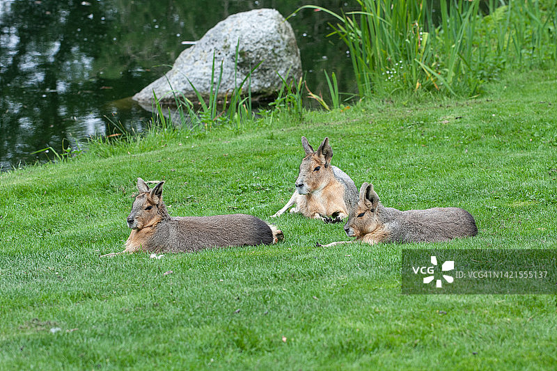 巴塔哥尼亚豚鼠图片素材