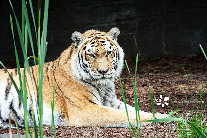 东北虎图片素材