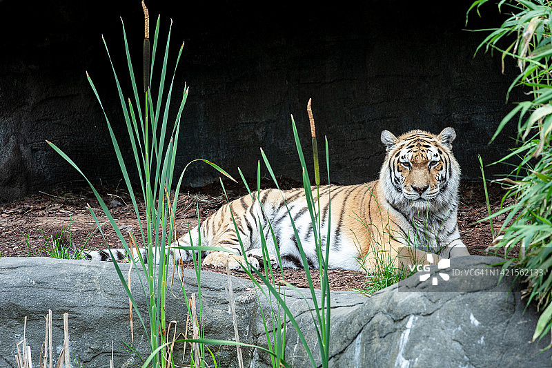 东北虎图片素材