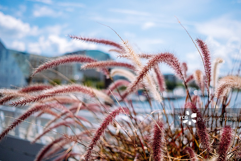 虚焦的紫穗狼尾草景观图片素材