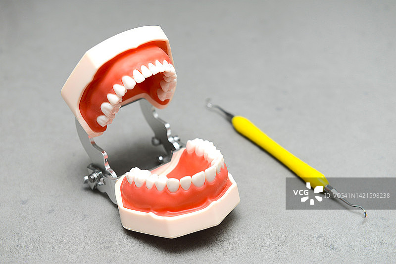 牙齿模型图片素材