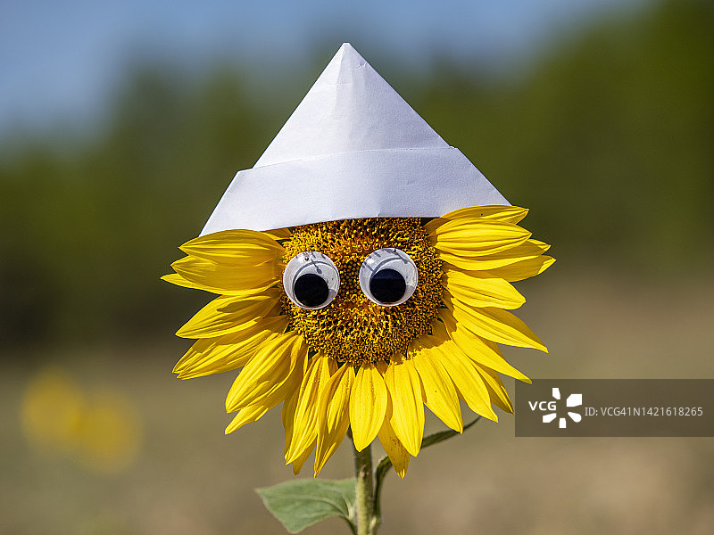 乡村向日葵花上画着一张脸和微笑的眼睛，戴着一顶纸帽子图片素材