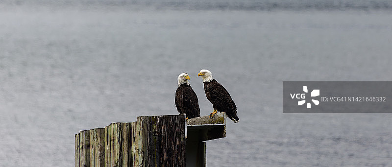 两只相对而立的鹰图片素材