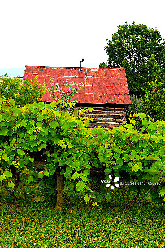 弗吉尼亚葡萄园图片素材