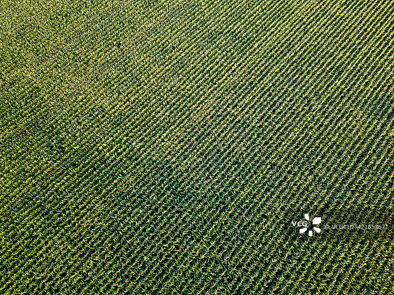 玉米田的航拍景色图片素材