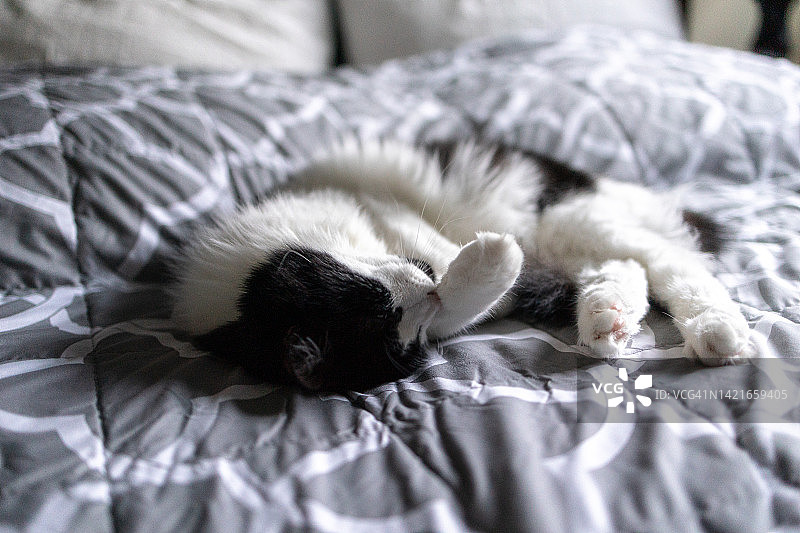 可爱的黑白猫躺在床上图片素材