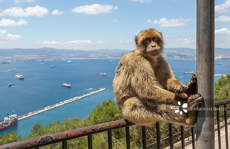 直布罗陀岩石上自由生活的巴巴里猕猴（直布罗陀/英国）图片素材