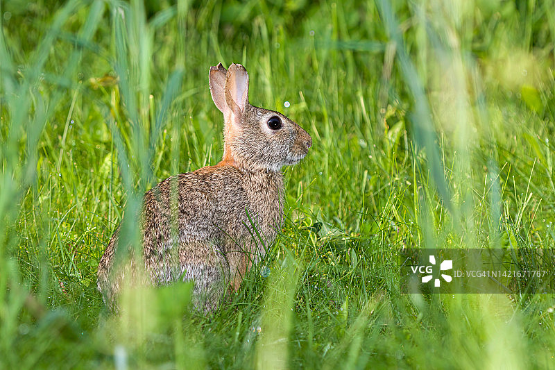 棉尾兔图片素材