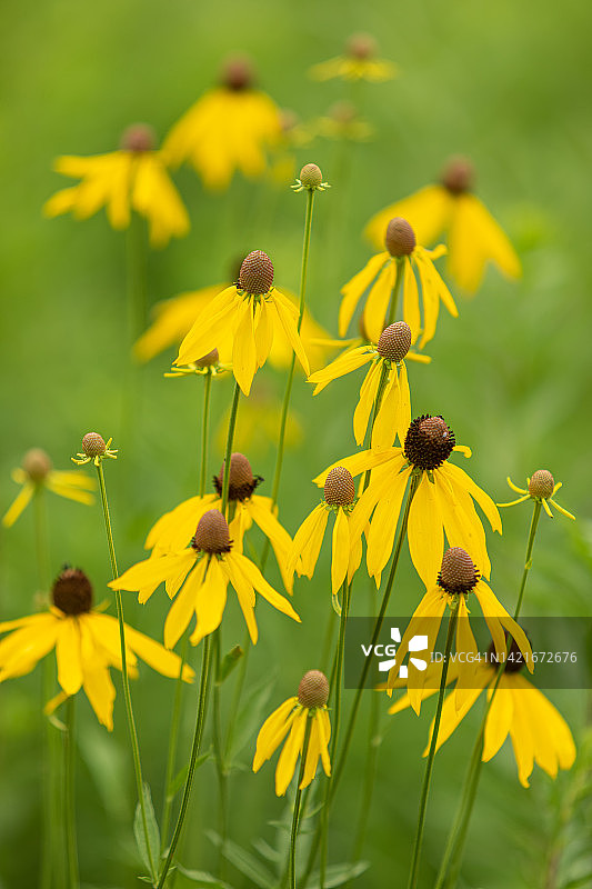 草原锥花图片素材