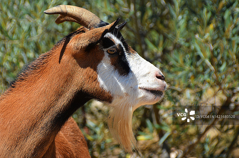 山羊肖像，法国图片素材