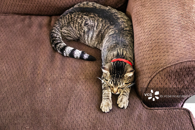 家猫在沙发上睡觉图片素材