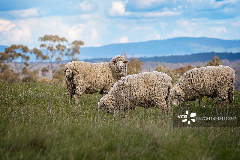 牧场里的美利奴羊图片素材