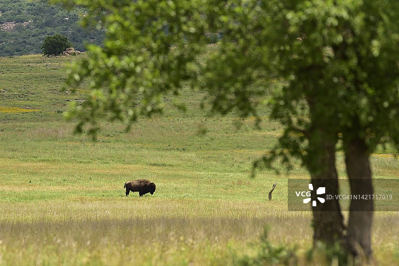 草原上孤独的美洲野牛图片素材
