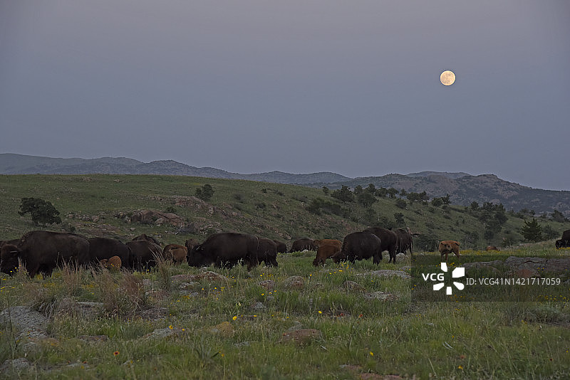 夜间的野牛群图片素材