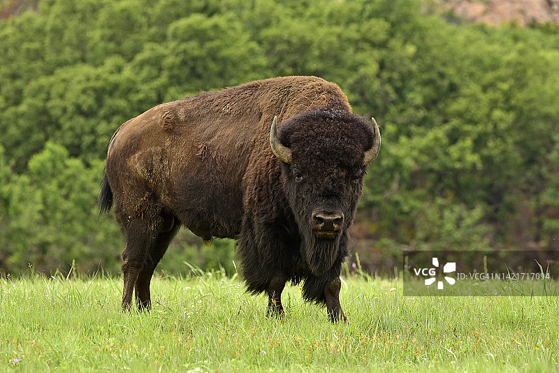 草地上的美洲野牛图片素材
