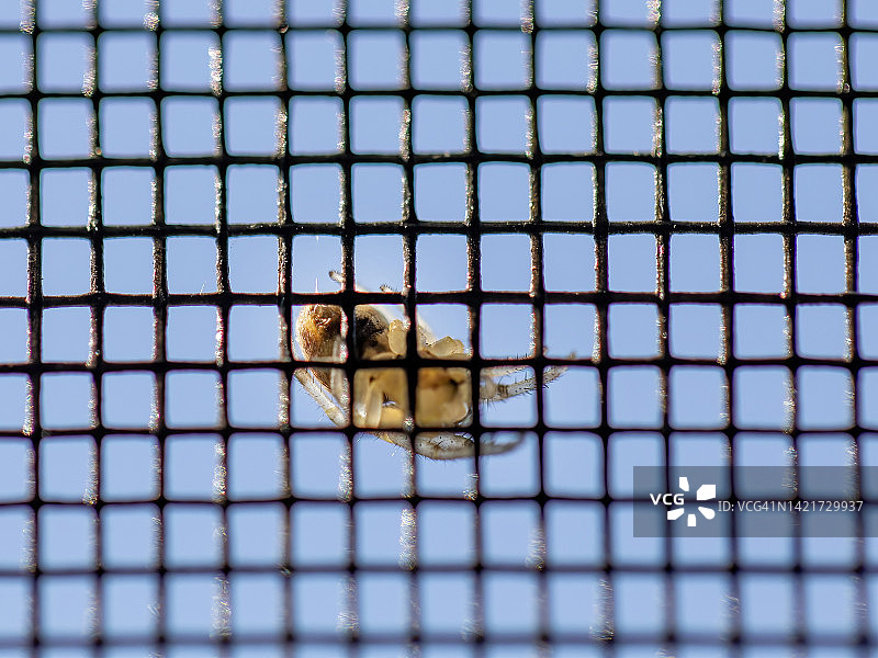 网上的蜘蛛图片素材