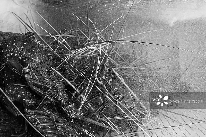 龙虾缸图片素材