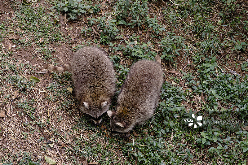 动物园里的浣熊图片素材