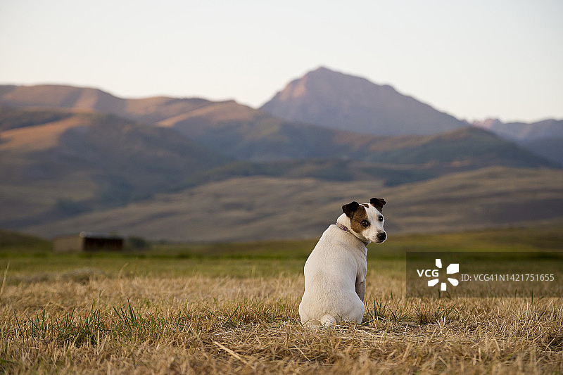 宠物爱心牧场杰克罗素梗犬图片素材
