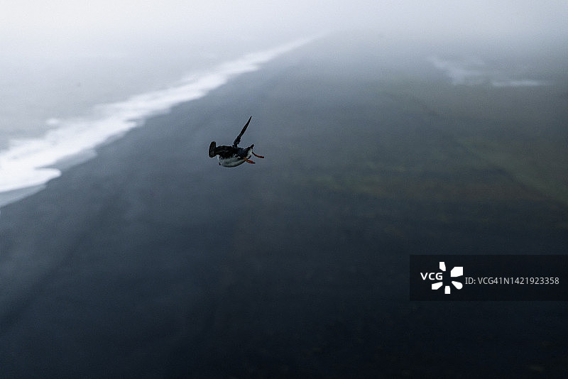 冰岛迪尔霍拉伊半岛的北海鹦鹉飞翔瞬间图片素材