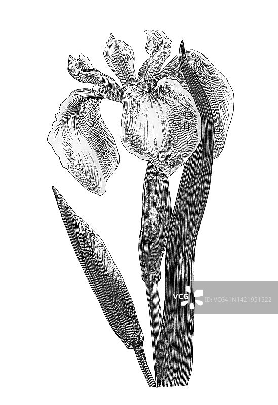 植物学：黄菖蒲古老彩色石印插图图片素材