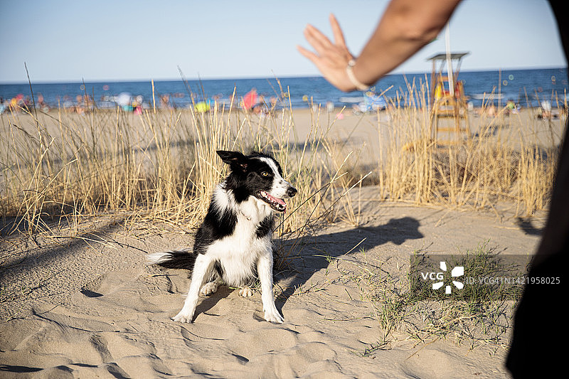 在海滩上训练狗图片素材