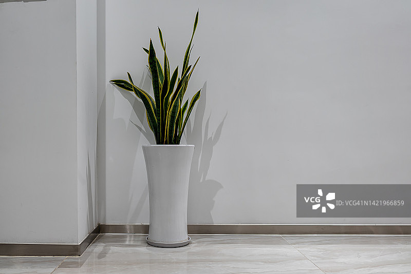 盆栽植物图片素材