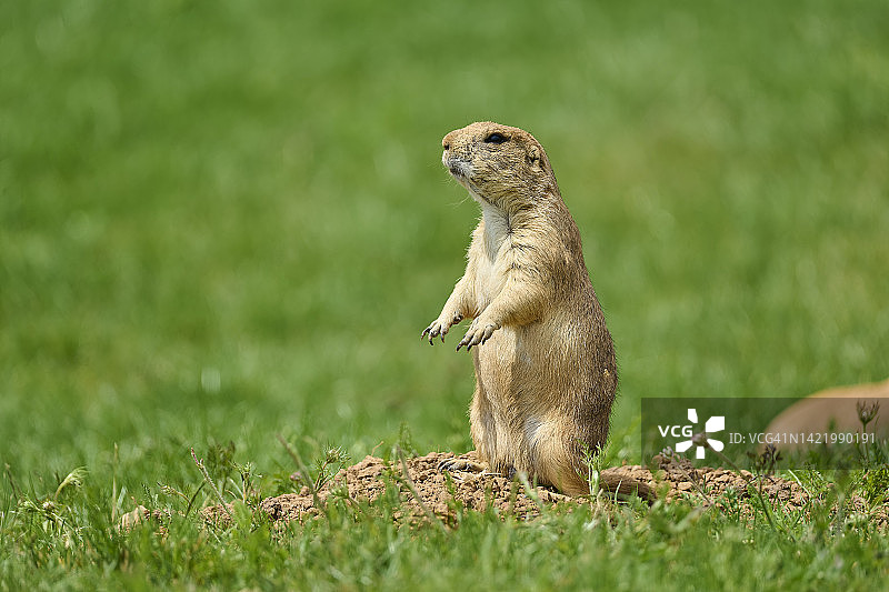黑尾土拨鼠图片素材