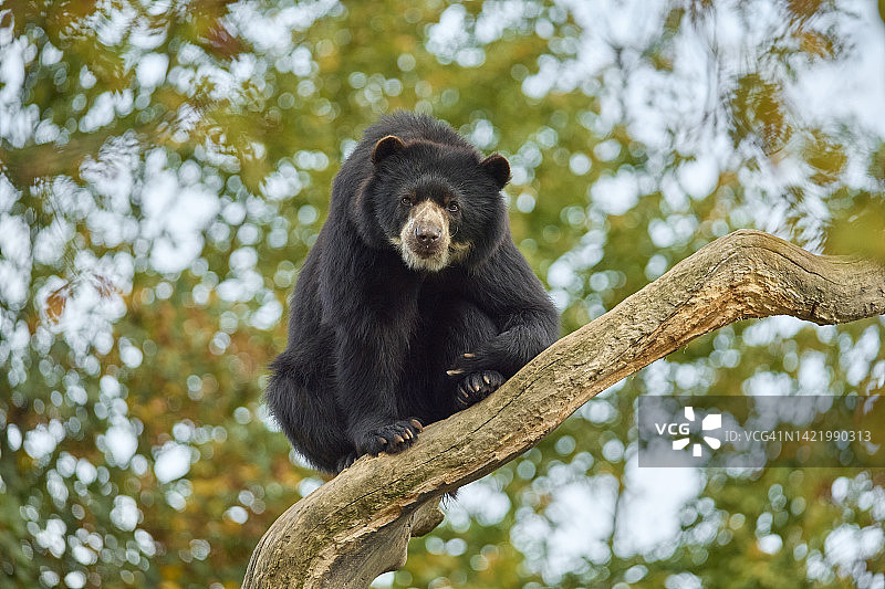 马来熊坐在树上图片素材