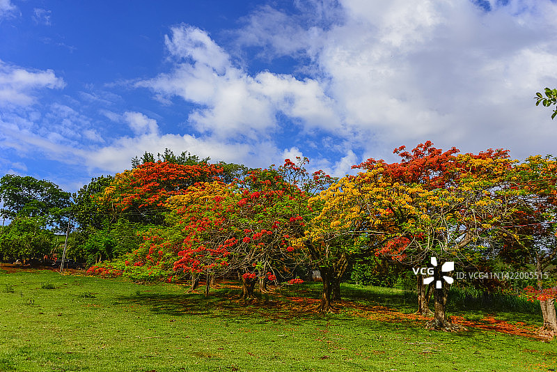 凤凰木的红黄花朵图片素材