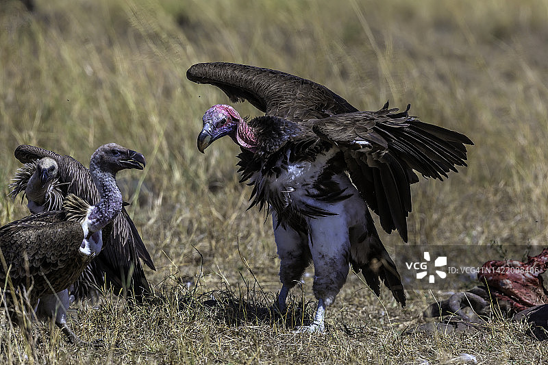 马赛马拉的秃鹫图片素材
