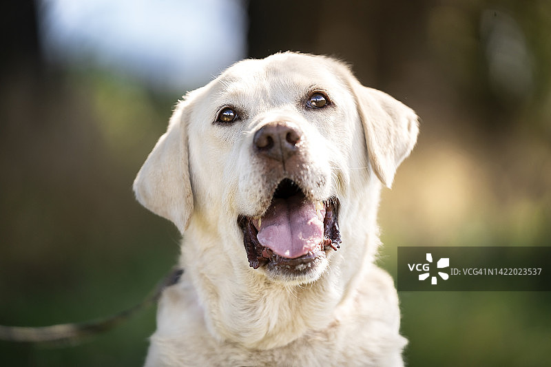 拉布拉多犬肖像图片素材