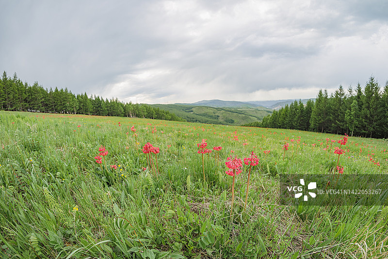 森林里的鲜花图片素材