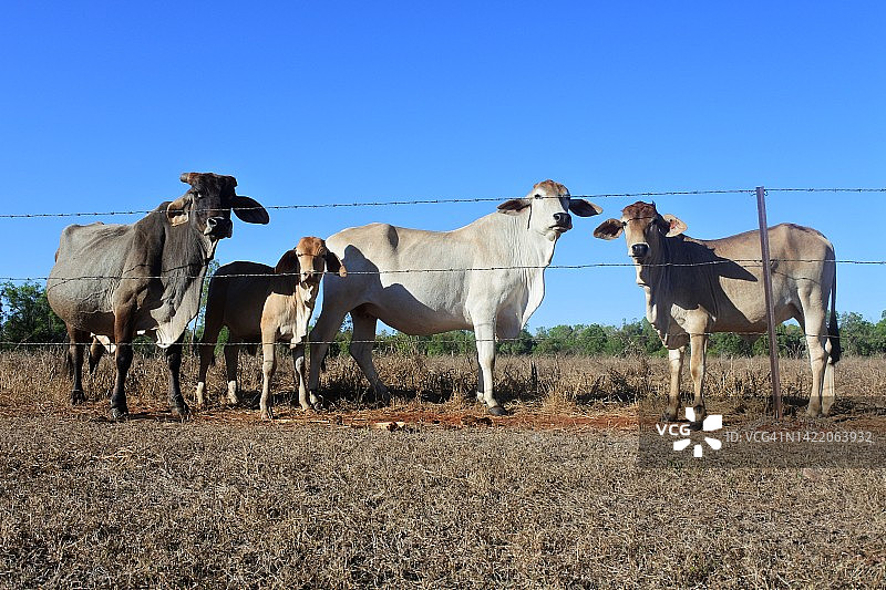 奶牛场中的印度本地牛群图片素材